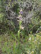 Image of Ophrys cretica subsp. ariadnae (Paulus) H. Kretzschmar