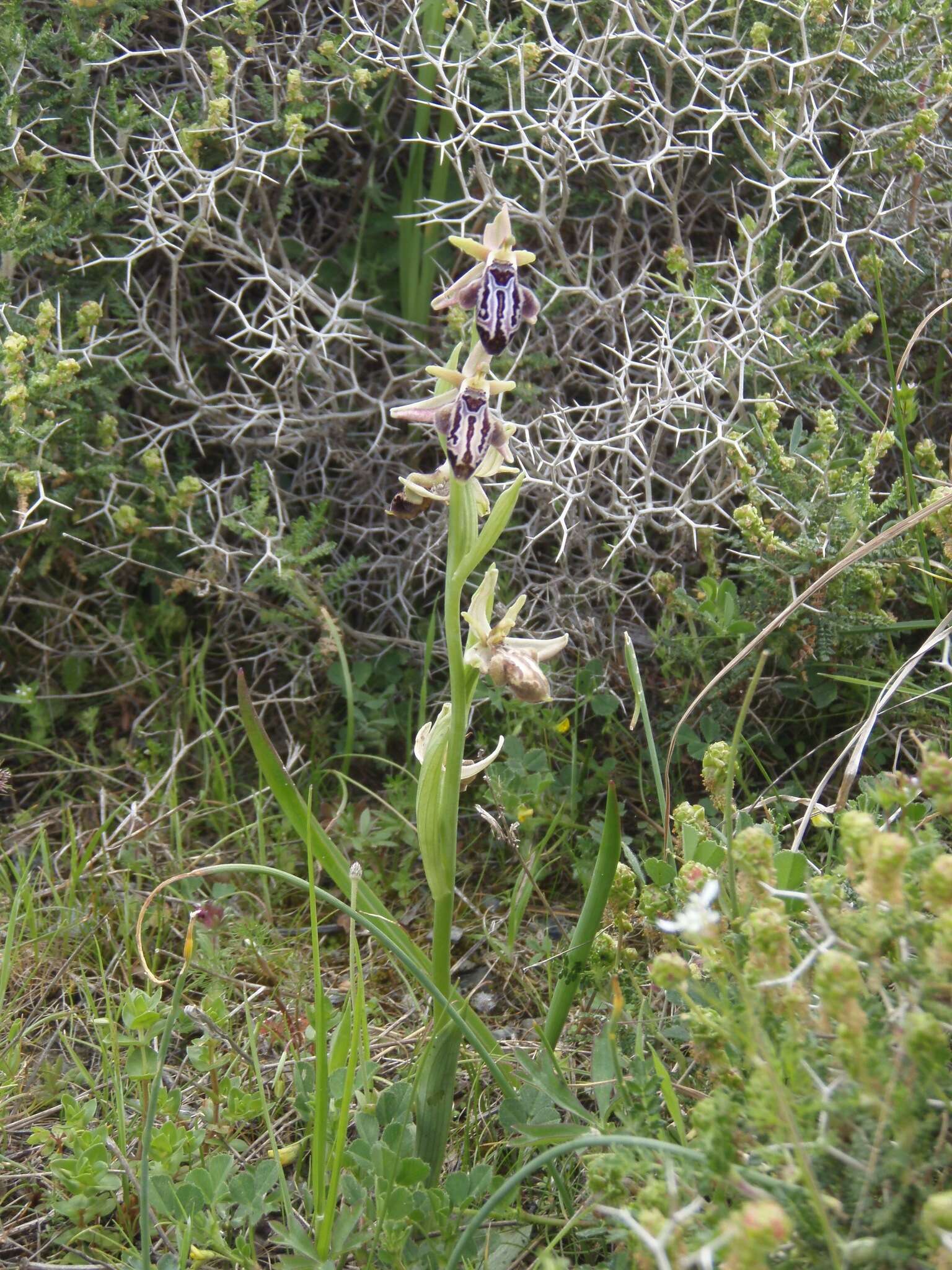 Image of Ophrys cretica subsp. ariadnae (Paulus) H. Kretzschmar