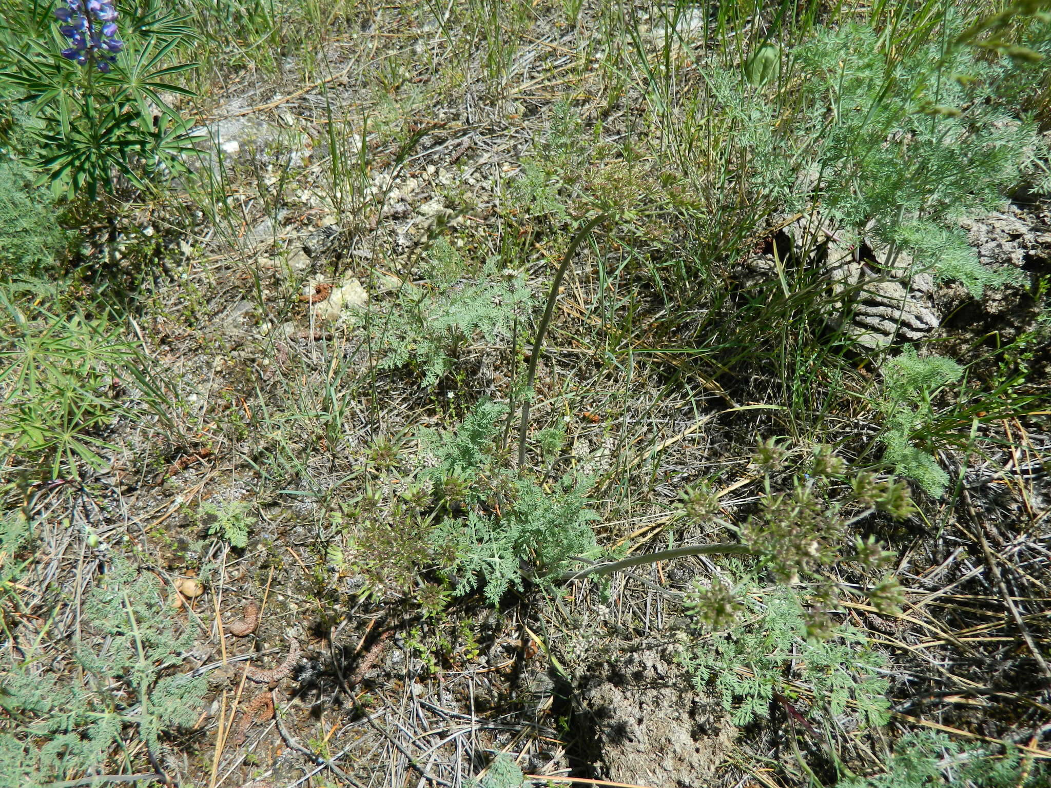 Image of bigseed biscuitroot