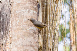 Image of Bower's Shrike-thrush