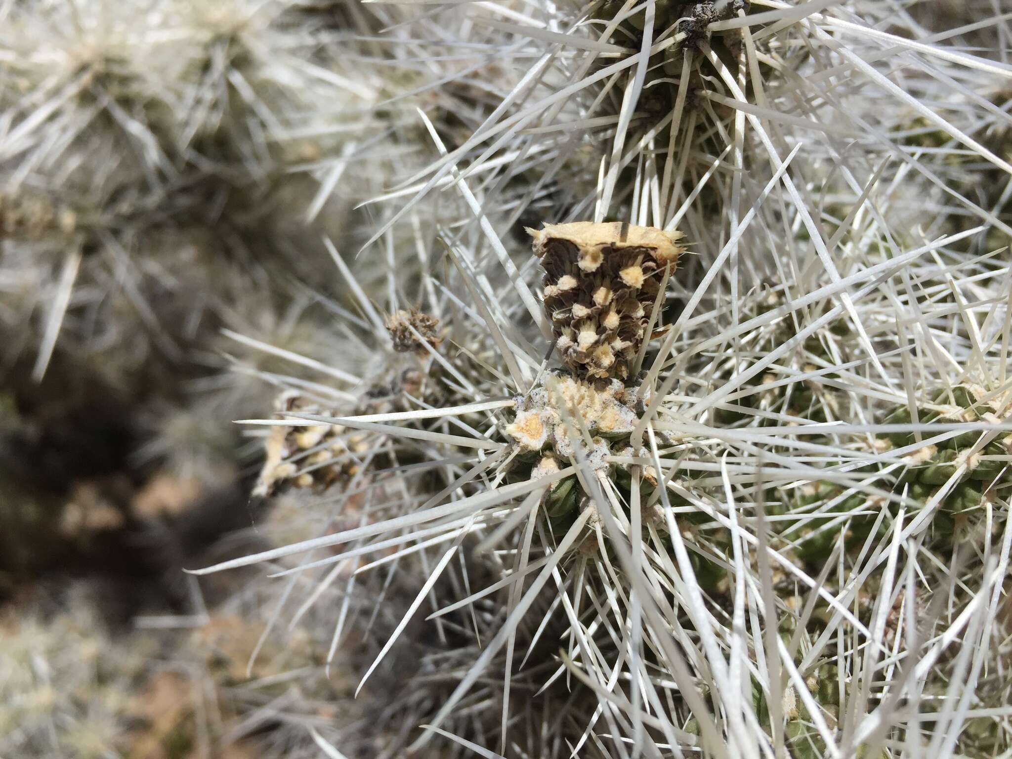 Слика од Cylindropuntia multigeniculata (Clokey) Backeb.