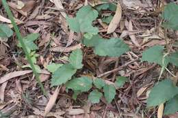 Image of kangaroo vine