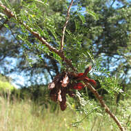 Image of fragrant mimosa