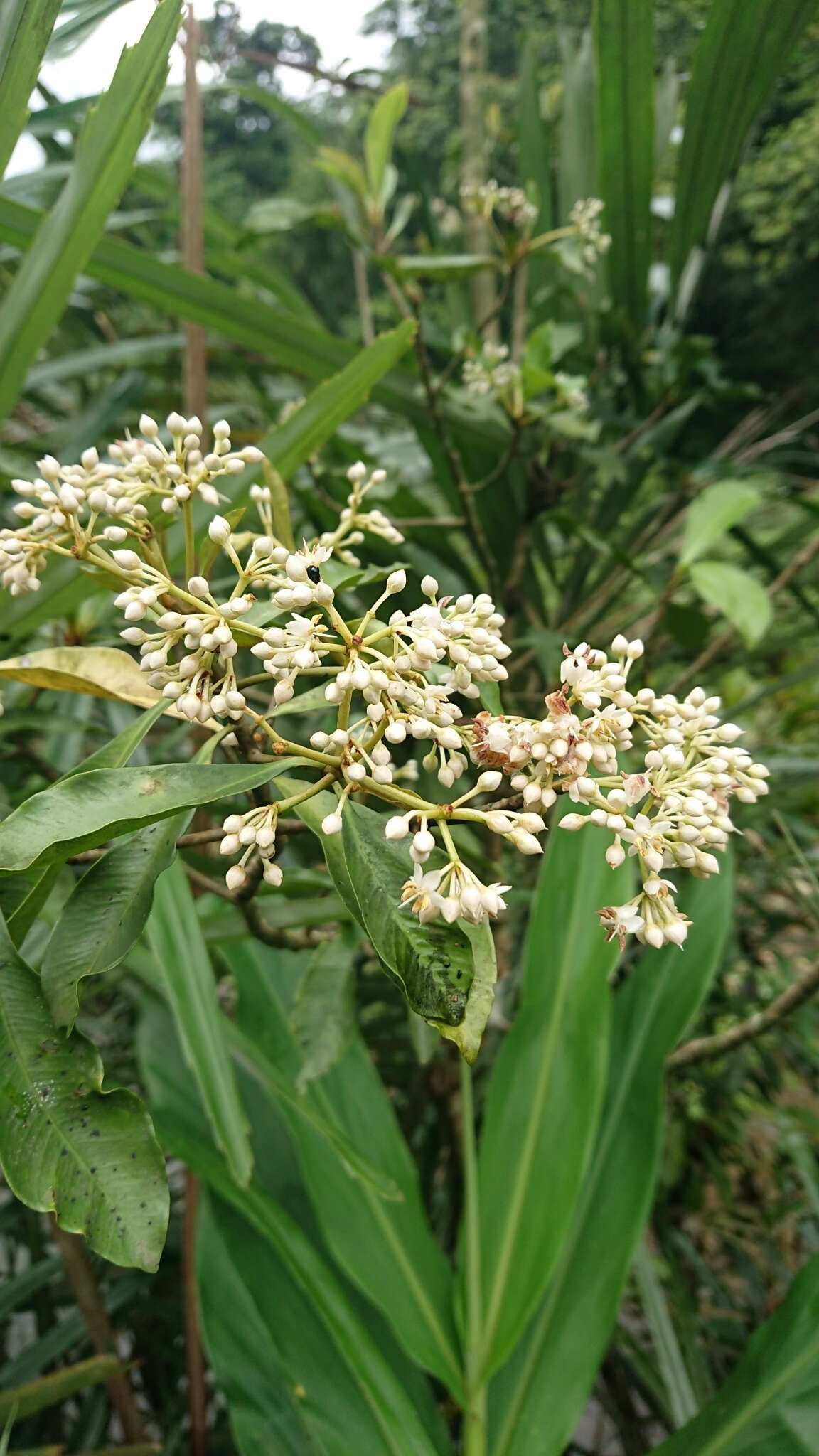 Image of Ardisia sieboldii Miq.