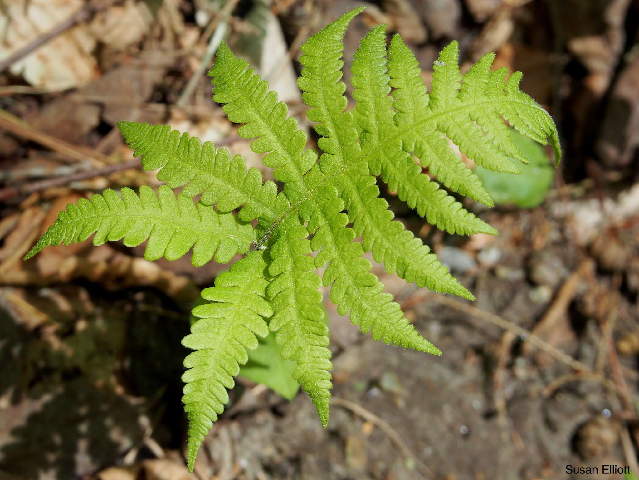 Слика од Phegopteris connectilis (Michx.) Watt