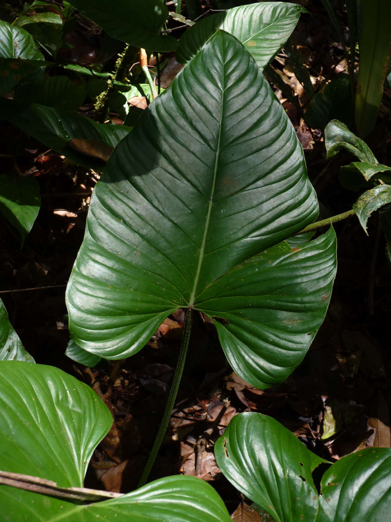 Image of philodendron