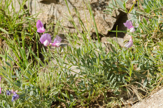 Lathyrus brachycalyx Rydb. resmi