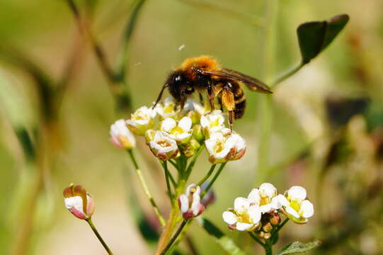 Image of Andrena bicolor Fabricius 1775