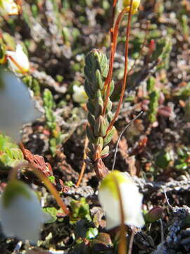 Image of white arctic mountain heather