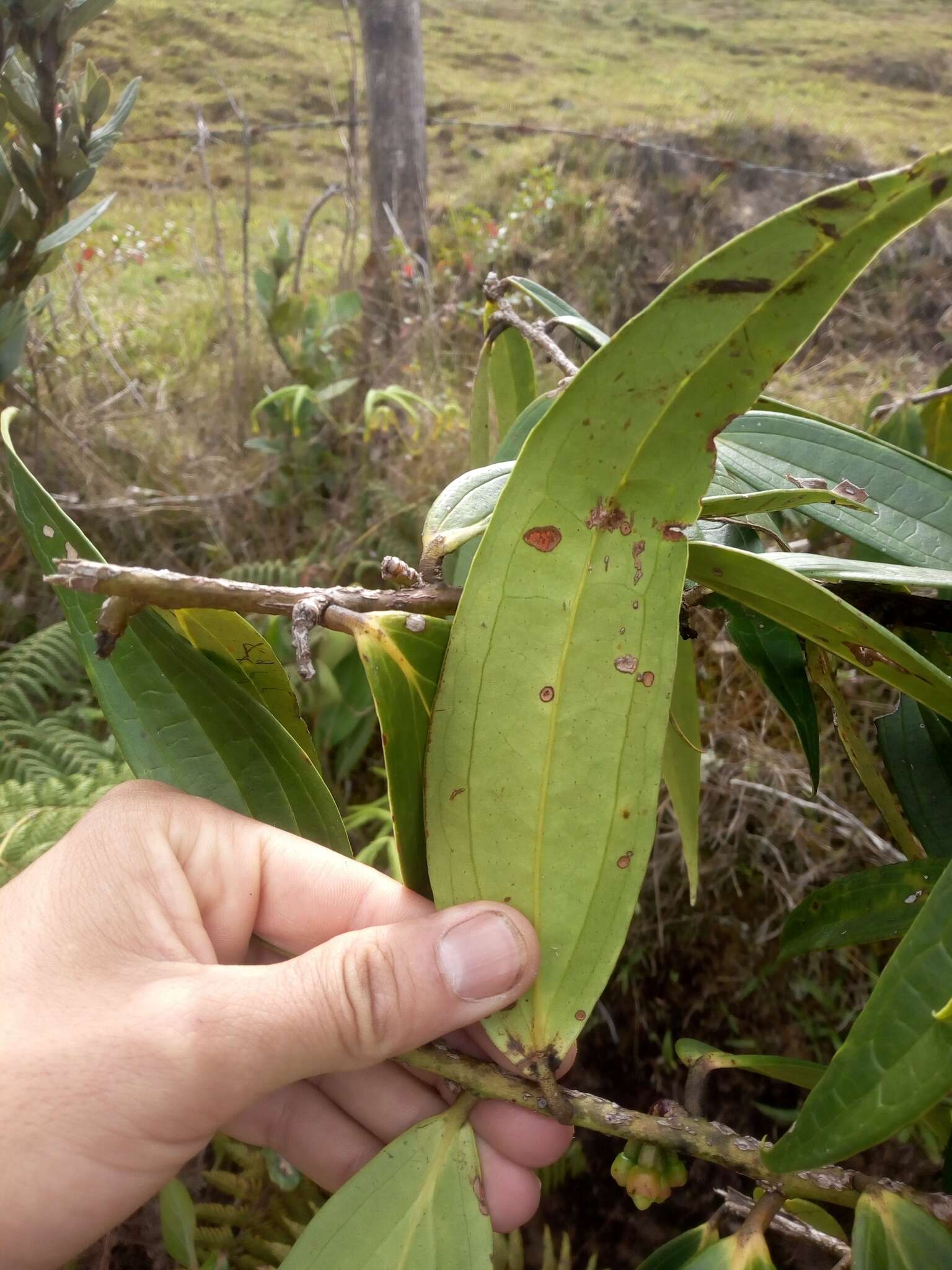 Psammisia guianensis Klotzsch的圖片