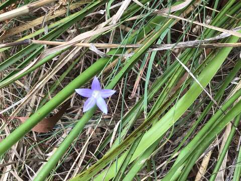 Wahlenbergia capillaris (G. Lodd.) G. Don resmi