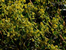 Image of Tetragonia fruticosa L.