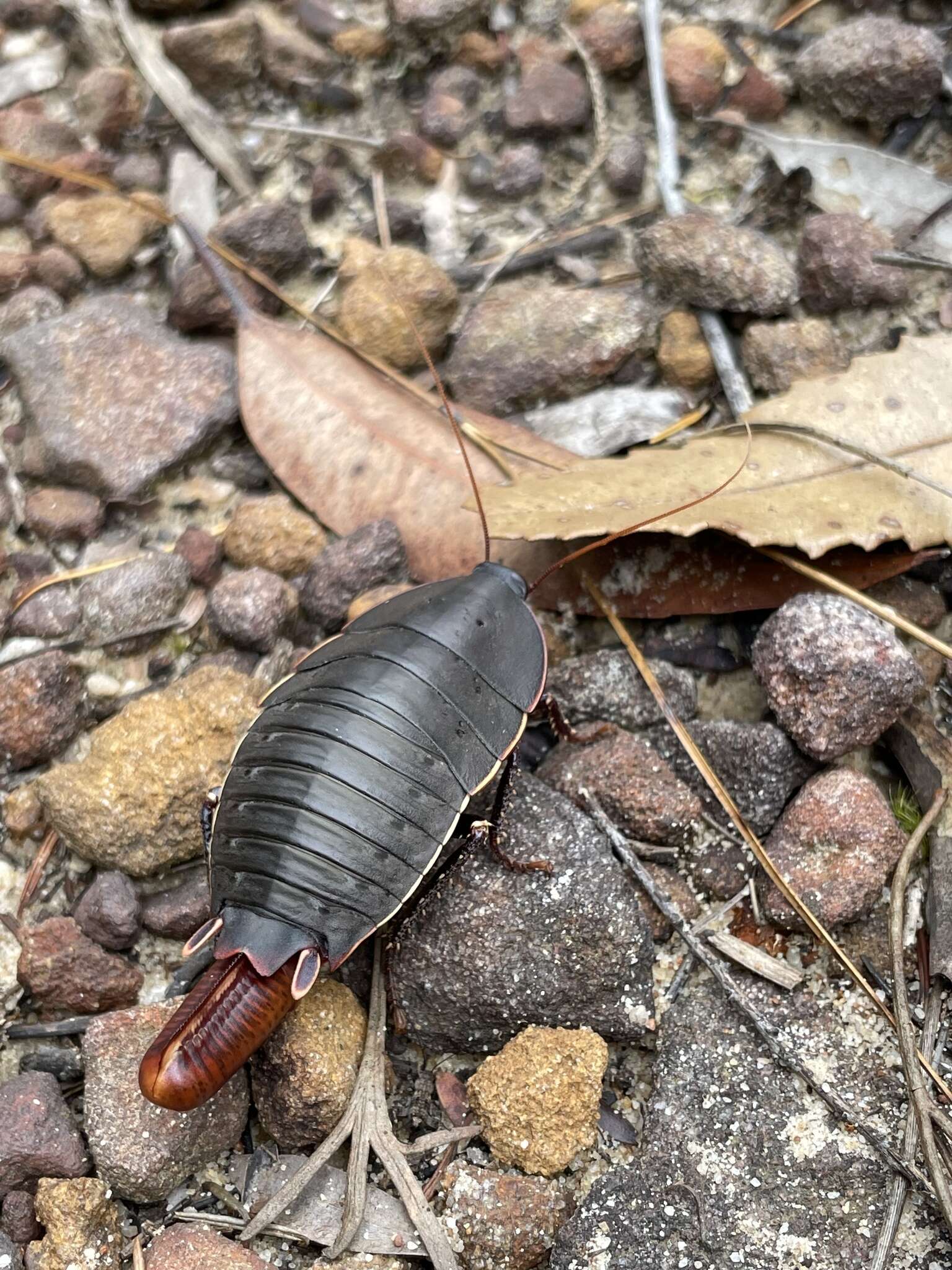 Image of Botany Bay Cockroach