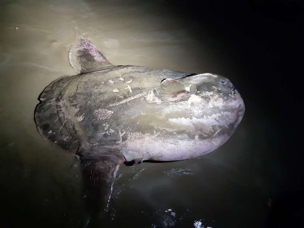 Image of Hoodwinker ocean sunfish