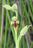 Image of Pale beard orchid