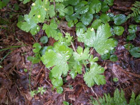 Image of prickly currant