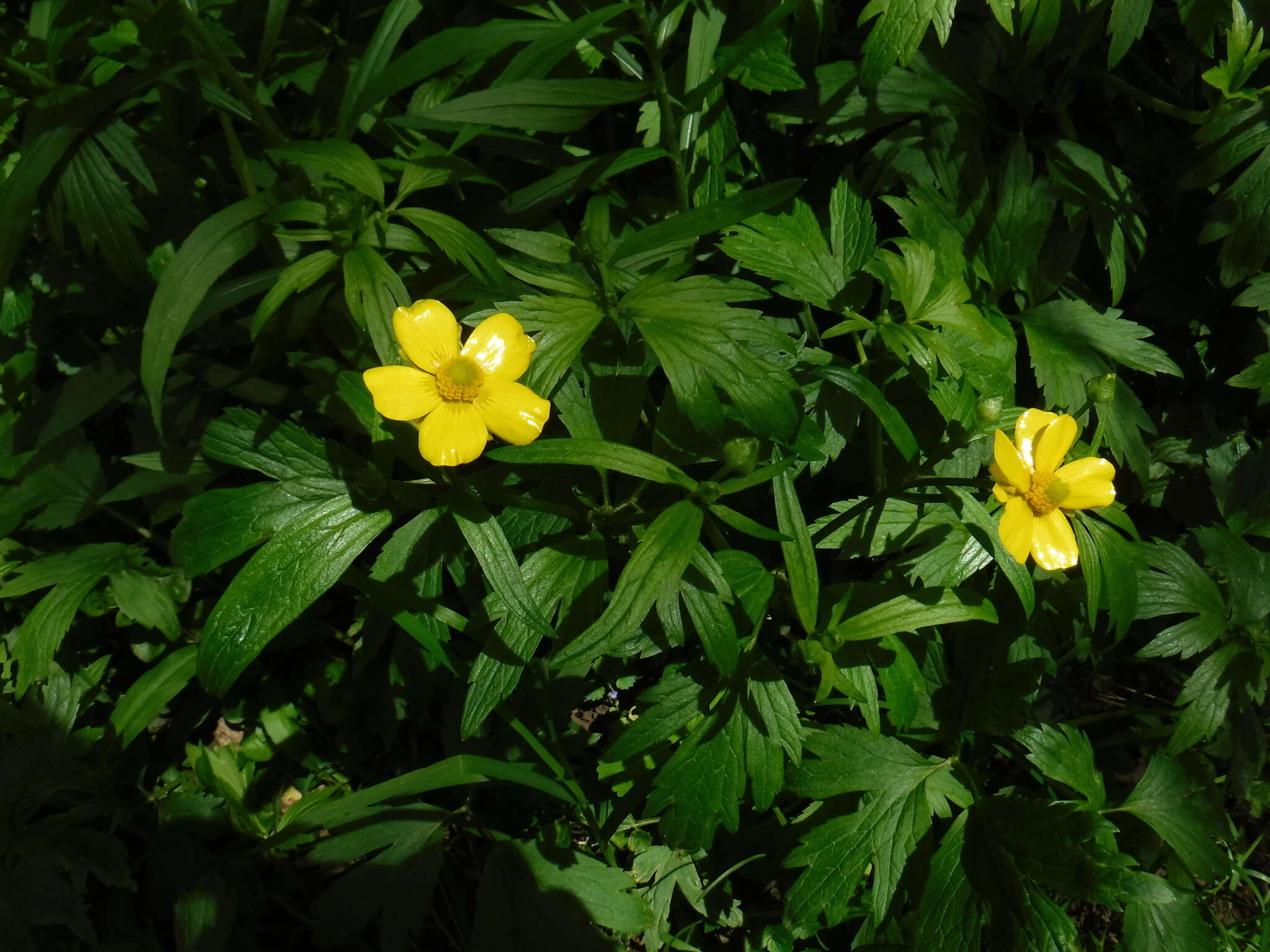 Ranunculus hispidus var. caricetorum (Greene) T. Duncan的圖片