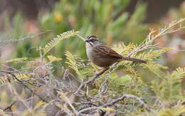 Image of Oaxaca Sparrow