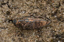 Image of Flatheaded Pine Borer