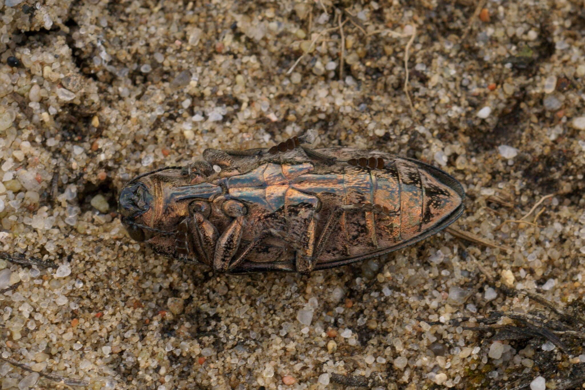 Image of Flatheaded Pine Borer