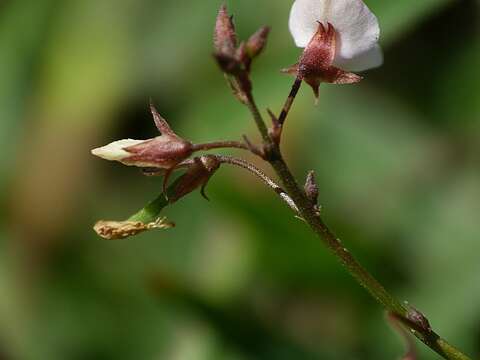 Image of Desmodium varians (Labill.) G. Don