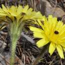 Image of Picris hispanica (Willd.) P. D. Sell