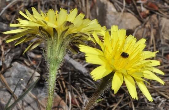 Image of Picris hispanica (Willd.) P. D. Sell