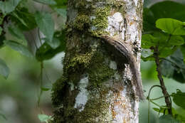 Image of Alexander's Bush Squirrel