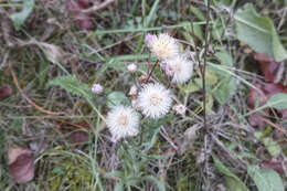 Plancia ëd Erigeron acris subsp. acris