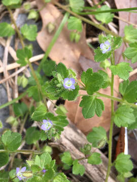 Image of ivy-leaved speedwell