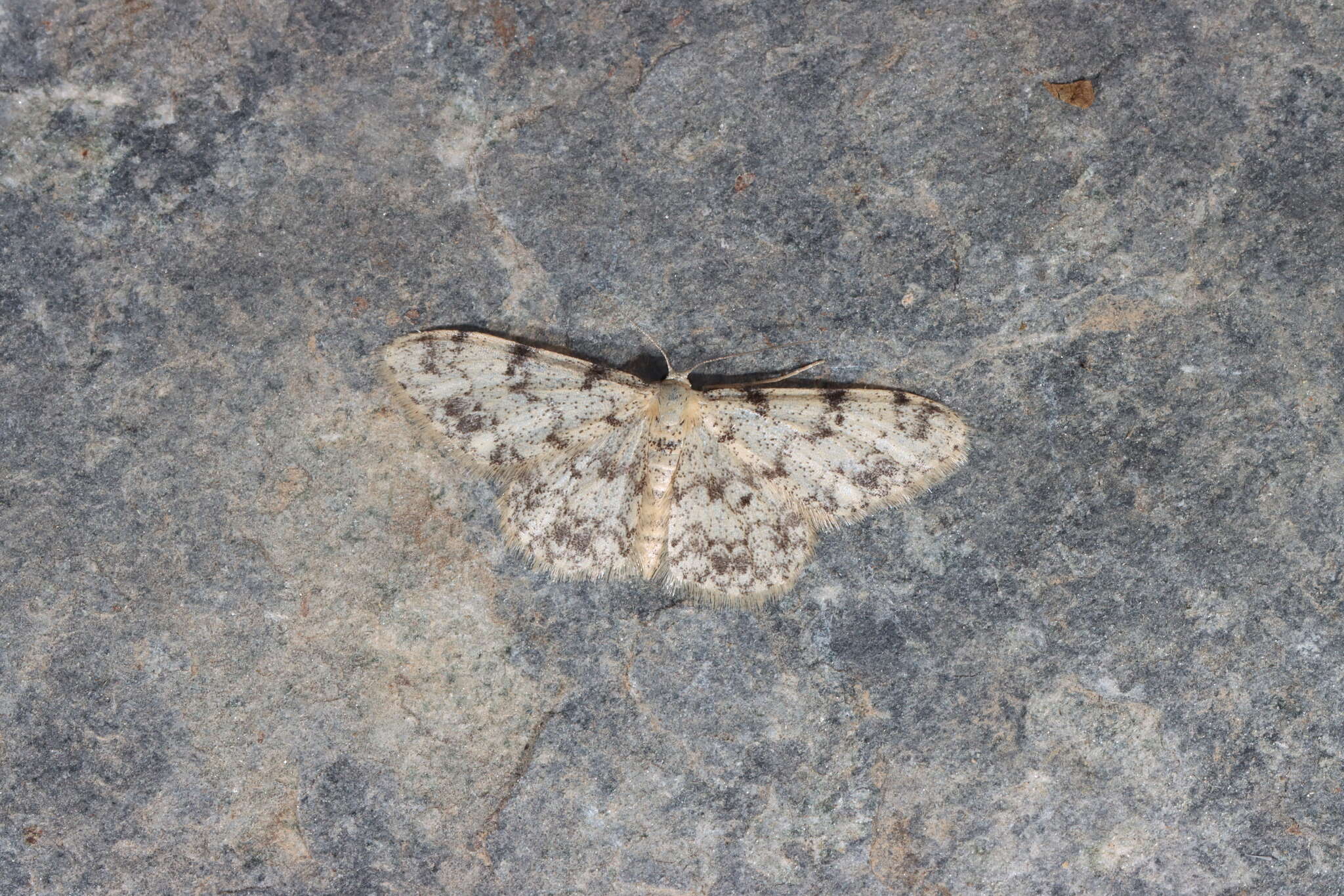 Image de Idaea contiguaria Hübner 1798