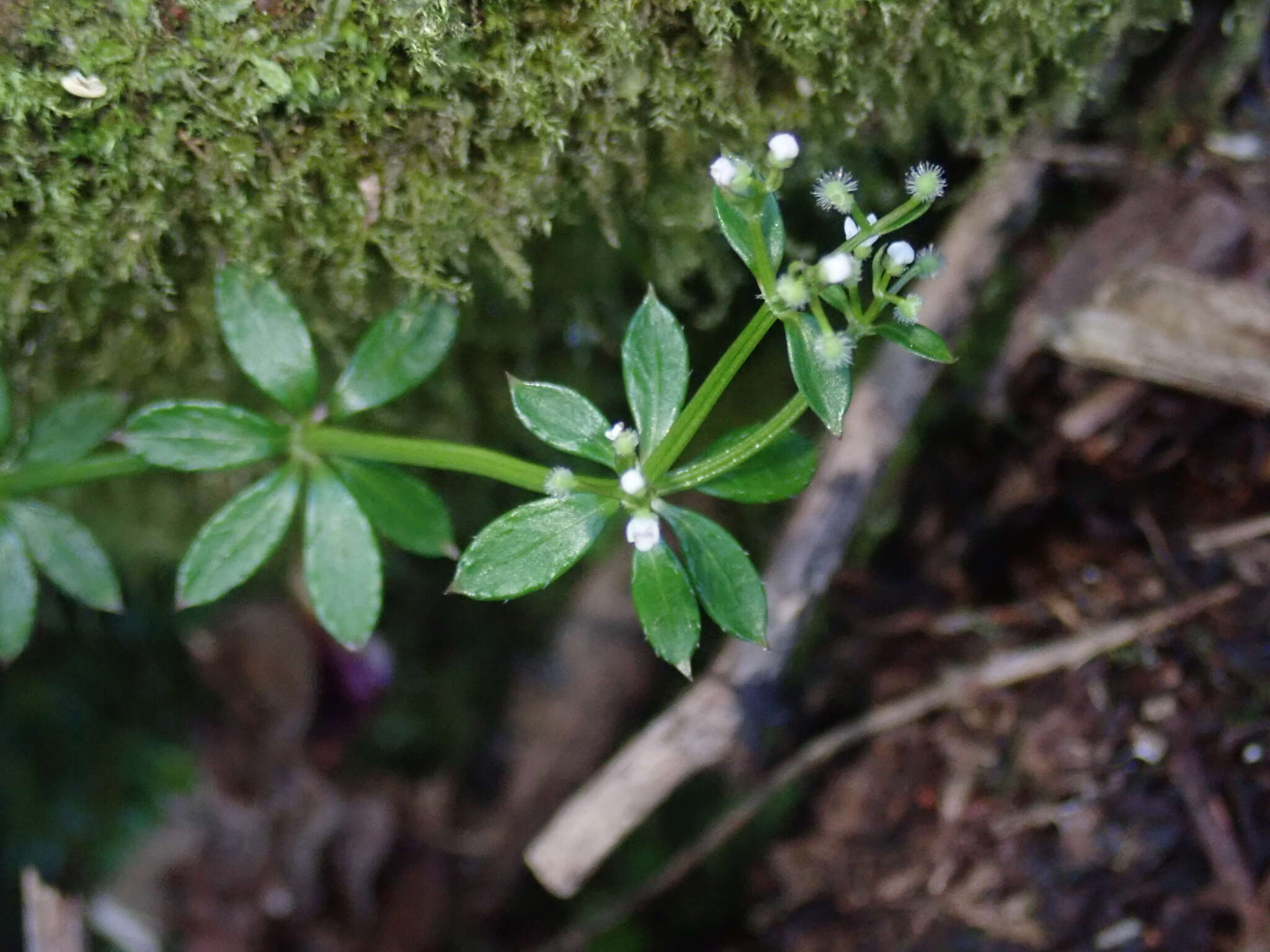 Galium echinocarpum Hayata resmi