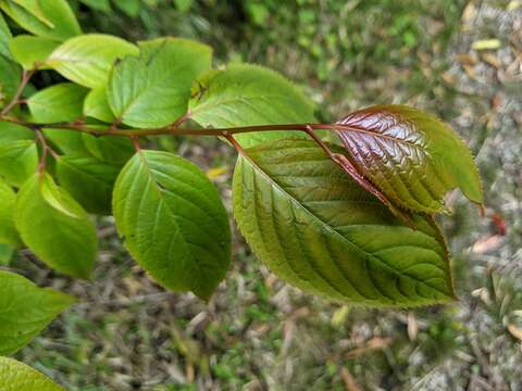 Imagem de Perrottetia arisanensis Hayata