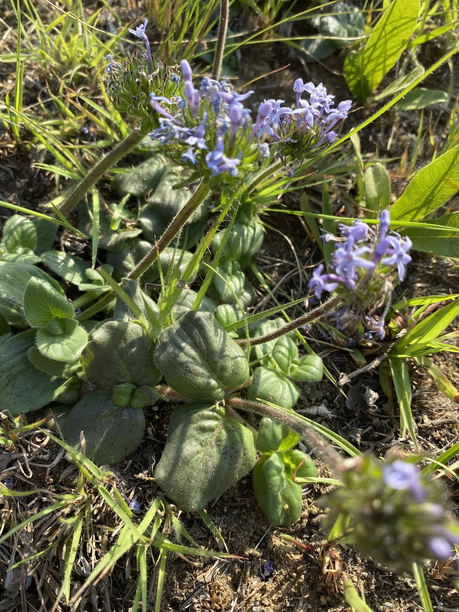 Image of Pentanisia prunelloides subsp. latifolia (Hochst.) Verdc.