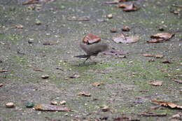 Image of Malaysian Pied Fantail