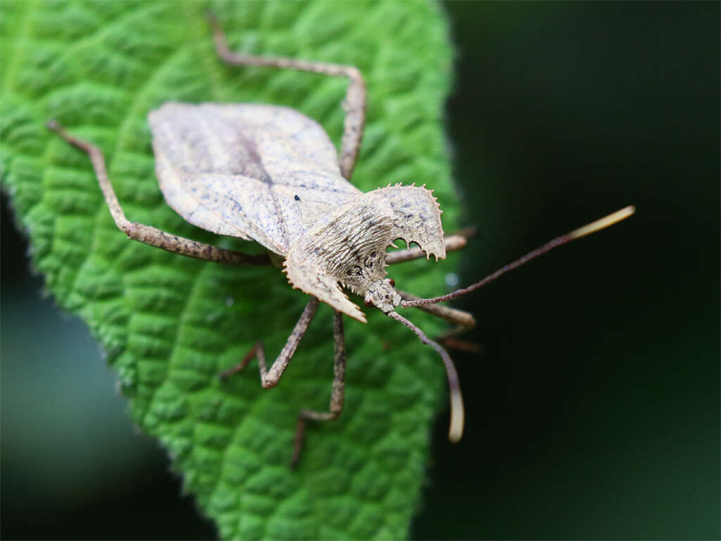 Image of Molipteryx hardwickii (White 1839)