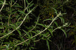 Image of Austroeupatorium laetevirens (Hook. & Arn.) R. King & H. Rob.