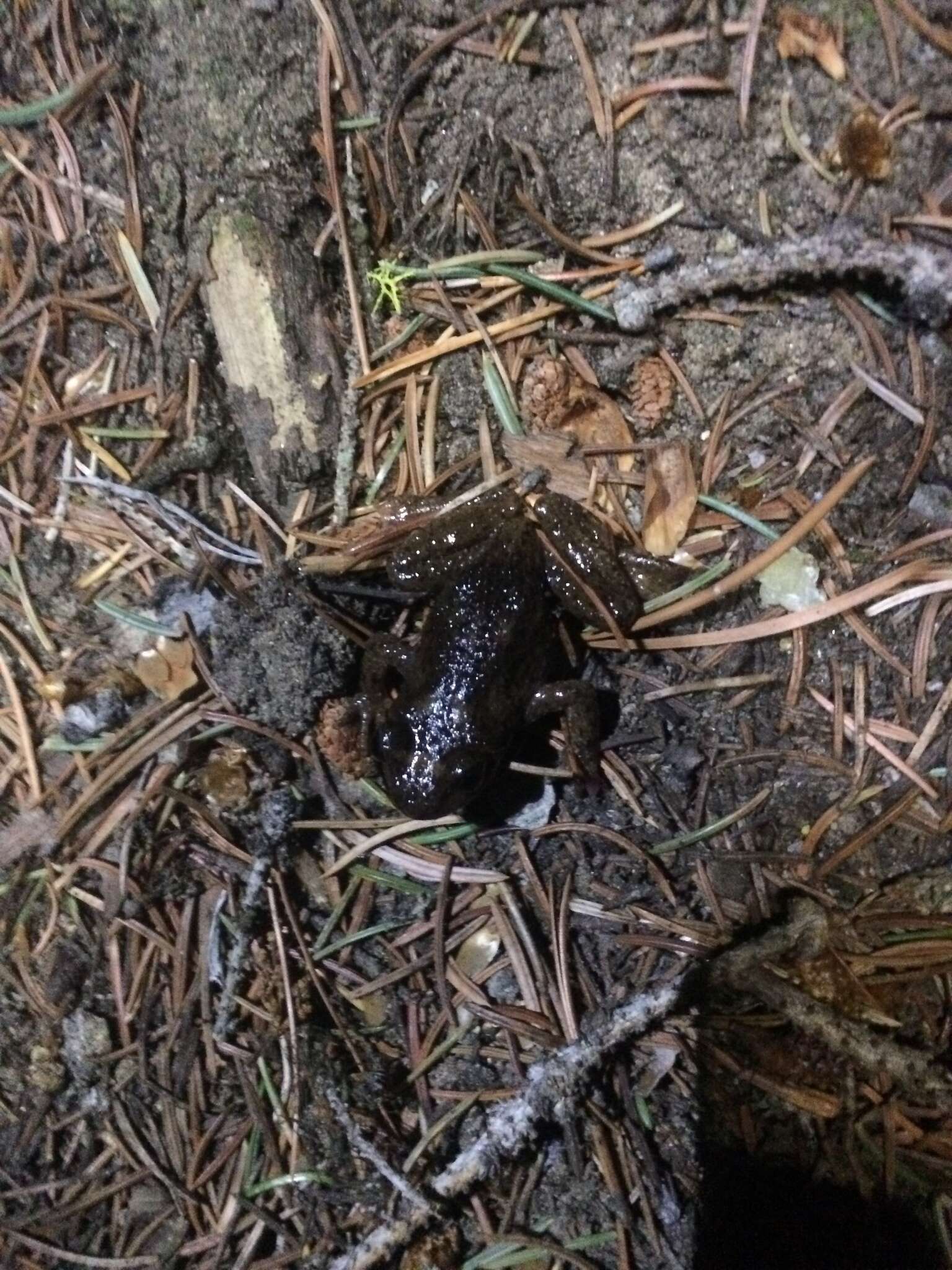 Image of Rocky Mountain Tailed Frog