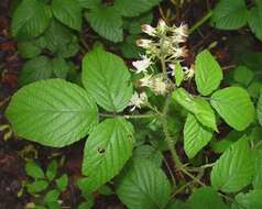 Image of Rubus angloserpens E. S. Edees & A. Newton