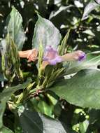 Strobilanthes longespicatus Hayata resmi