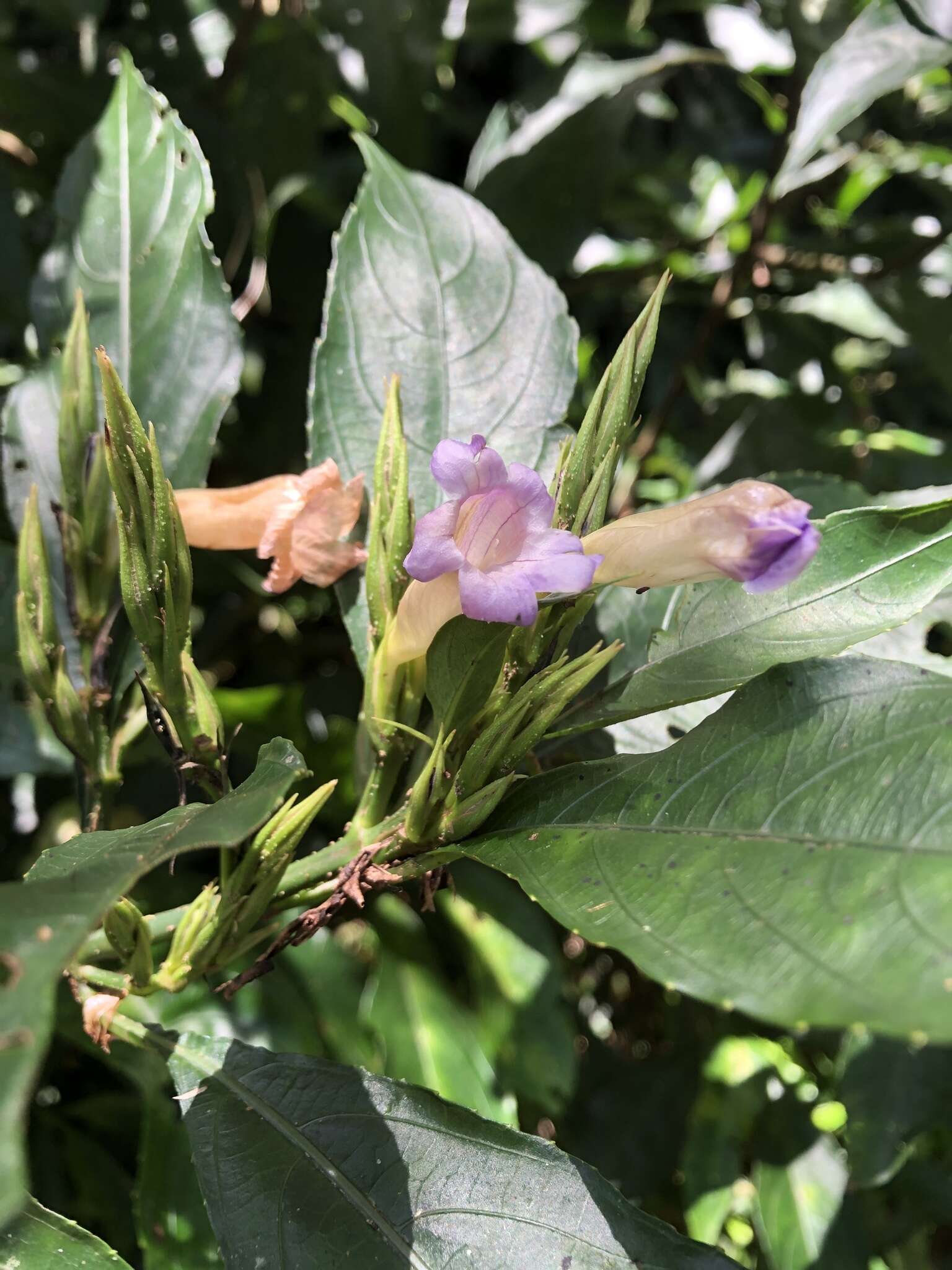 Strobilanthes longespicatus Hayata resmi