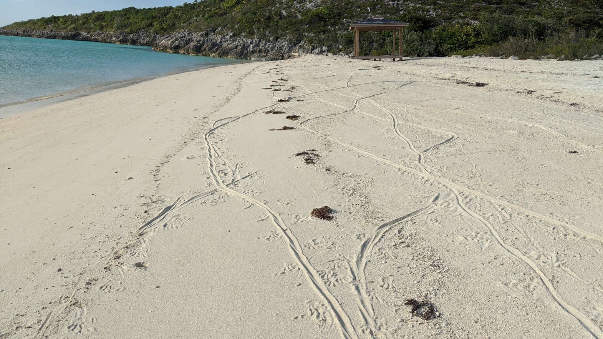 Image of Exuma Island Iguana