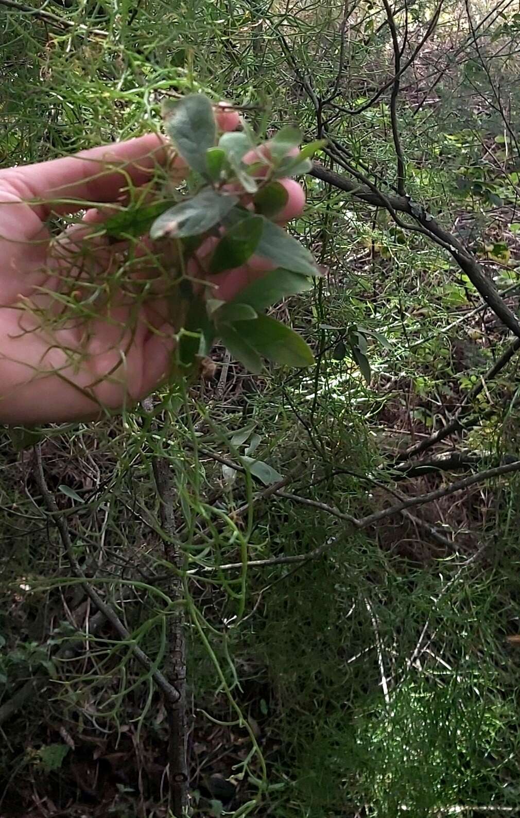 Image of Bowiea volubilis subsp. volubilis