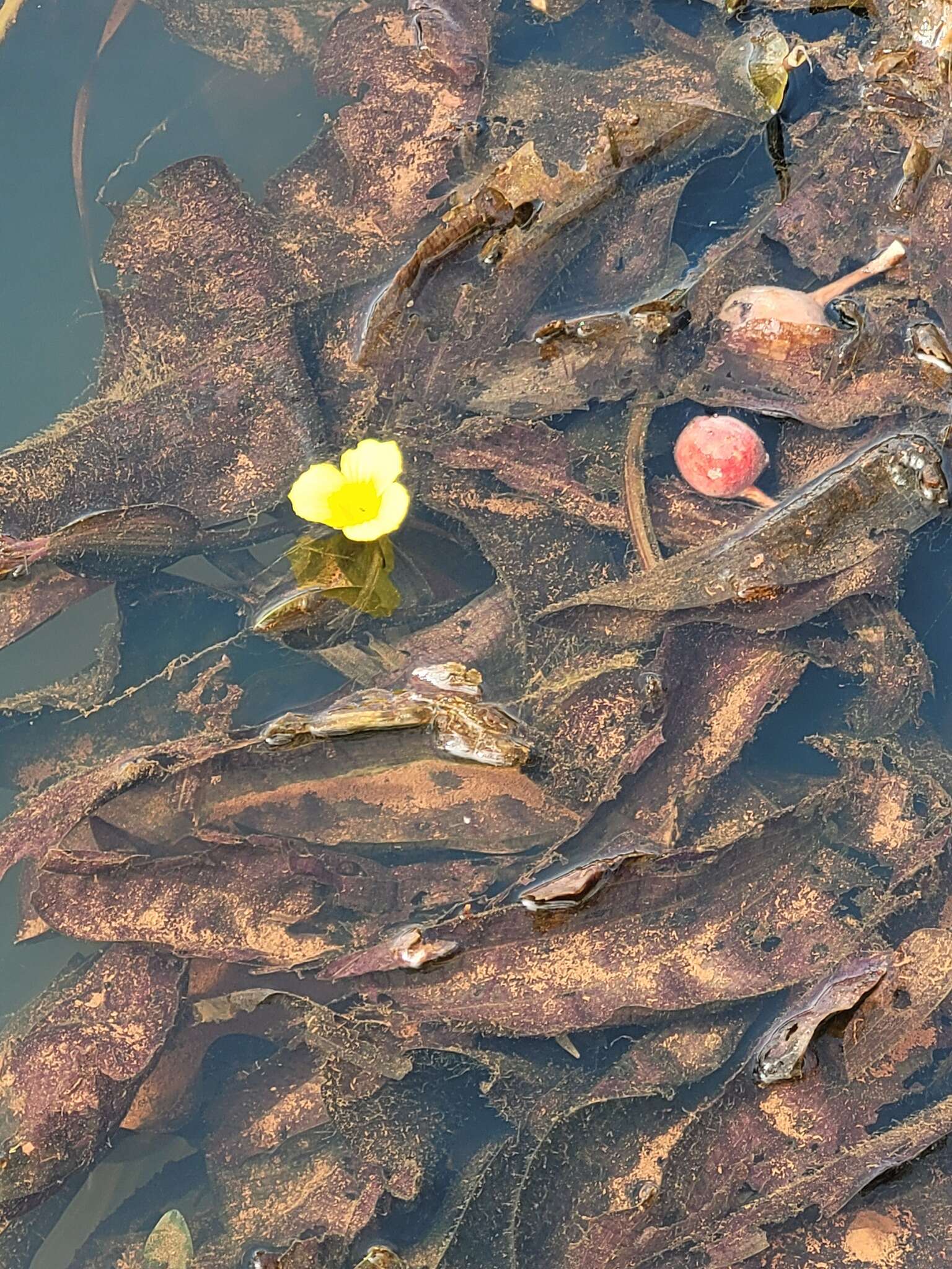 Image of Ottelia ulvifolia (Planch.) Walp.