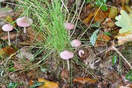 Image of Mycena rosea Gramberg 1912