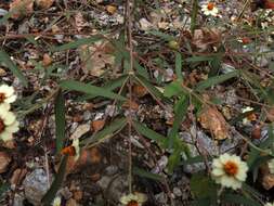 Imagem de Zinnia angustifolia var. greggii (B. L. Rob. & Greenm.) Mc Vaugh