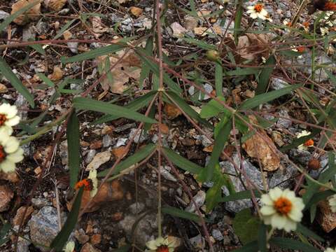 Image of Zinnia angustifolia var. greggii (B. L. Rob. & Greenm.) Mc Vaugh