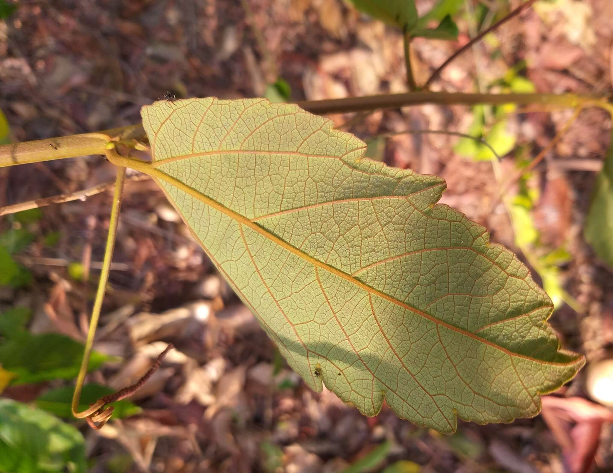 Sivun Passiflora araujoi Sacco kuva