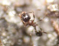 Image of Pheidole littoralis Cole 1952