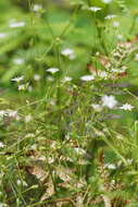 Image of Stellaria flaccida Hook.